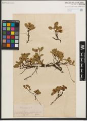 Foto von Salix herbacea L.